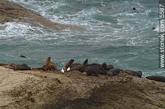 Lobos marinos en Punta Loma - Provincia de Chubut - ARGENTINA. Foto No. 5587