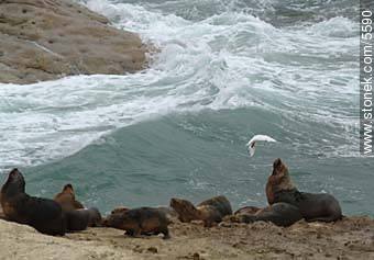 Lobos marinos en Punta Loma - Provincia de Chubut - ARGENTINA. Foto No. 5590
