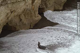 Lobos marinos en Punta Loma - Provincia de Chubut - ARGENTINA. Foto No. 5592