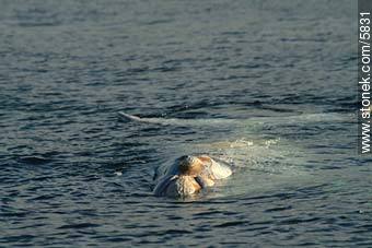 Albino whale calf - Province of Chubut - ARGENTINA. Photo #5831