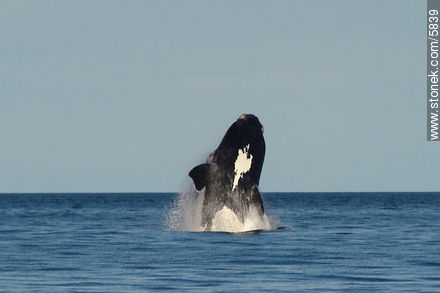 Salto de ballena franca austral - Provincia de Chubut - ARGENTINA. Foto No. 5839