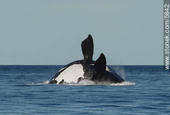 La ballena salta con el vientre hacia arriba - Provincia de Chubut - ARGENTINA. Foto No. 5842