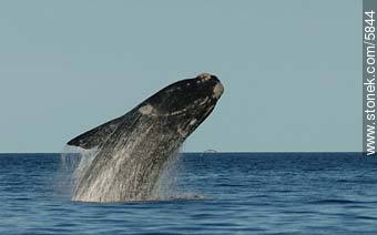 Whale jumping - Province of Chubut - ARGENTINA. Foto No. 5844