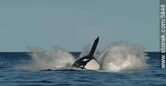  - Provincia de Chubut - ARGENTINA. Foto No. 5848