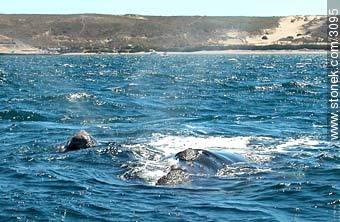 Whales. Mother and calf. - Province of Chubut - ARGENTINA. Photo #3095