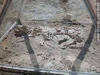 Restos fósiles en lo que fue la cuenca del río Chubut. - Provincia de Chubut - ARGENTINA. Foto No. 3086