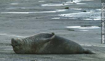 Elefante marino macho. - Provincia de Chubut - ARGENTINA. Foto No. 5525