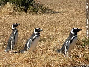 Pingüinos cerca de la costa de la Estancia San Lorenzo. - Provincia de Chubut - ARGENTINA. Foto No. 3017