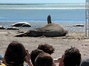 Elefantes marinos en Punta Delgada - Provincia de Chubut - ARGENTINA. Foto No. 3028