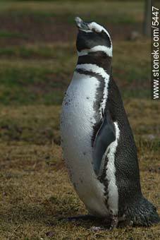 Pingüino Magallánico. - Provincia de Chubut - ARGENTINA. Foto No. 5447