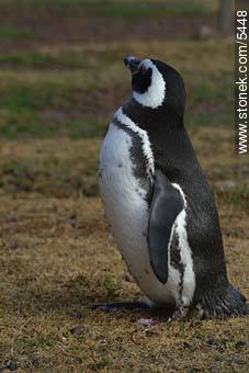 Pingüino magallánico - Provincia de Chubut - ARGENTINA. Foto No. 5448