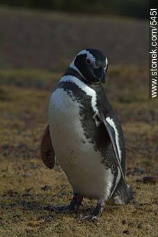 Pingüino magallánico - Provincia de Chubut - ARGENTINA. Foto No. 5451