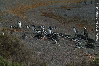 Pingüinos magallánicos - Provincia de Chubut - ARGENTINA. Foto No. 5459