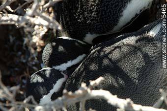 Pingüino magallánico - Provincia de Chubut - ARGENTINA. Foto No. 5465