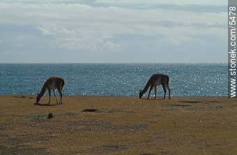Guanacos - Province of Chubut - ARGENTINA. Foto No. 5478