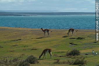 Guanacos - Province of Chubut - ARGENTINA. Foto No. 5480