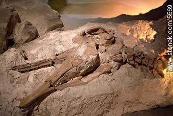 Museo paleontológico de Trelew - Provincia de Chubut - ARGENTINA. Foto No. 5569