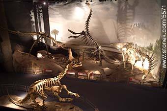 Museo paleontológico de Trelew - Provincia de Chubut - ARGENTINA. Foto No. 5571
