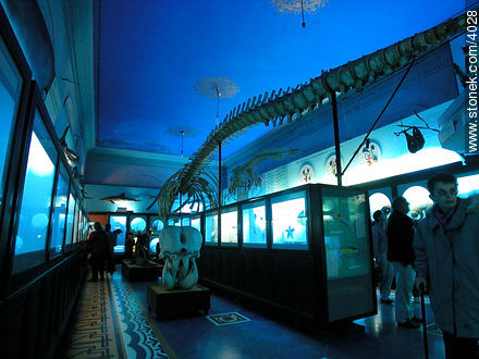 Interior del Museo de Historia Natural Dámaso Larrañaga - Departamento de Montevideo - URUGUAY. Foto No. 4028