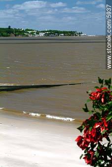 Ceibos en flor en las playas de Colonia - Departamento de Colonia - URUGUAY. Foto No. 5937