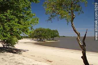 Playa Seré de Carmelo - Departamento de Colonia - URUGUAY. Foto No. 6239