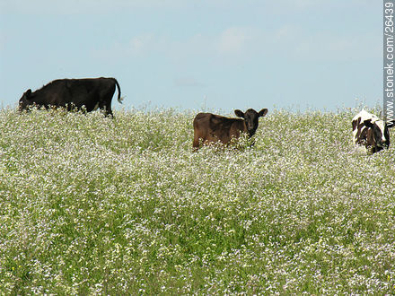 Vacas entre flores - Departamento de Colonia - URUGUAY. Foto No. 26439