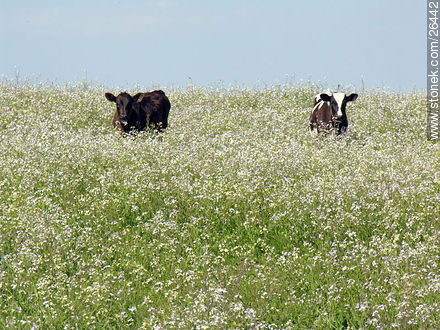 Vacas entre flores - Departamento de Colonia - URUGUAY. Foto No. 26442