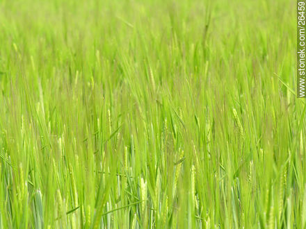  - Departamento de Colonia - URUGUAY. Foto No. 26459