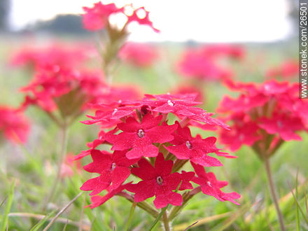  - Flora - IMÁGENES VARIAS. Foto No. 26501