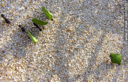 Hormigas en horario de trabajo - Fauna - IMÁGENES VARIAS. Foto No. 26507