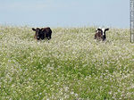 Vacas entre flores - Foto #26442