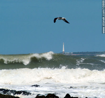 Seagul, waves and lighthouse. - Punta del Este and its near resorts - URUGUAY. Foto No. 10866