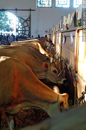 Cows - Department of Montevideo - URUGUAY. Photo #10796