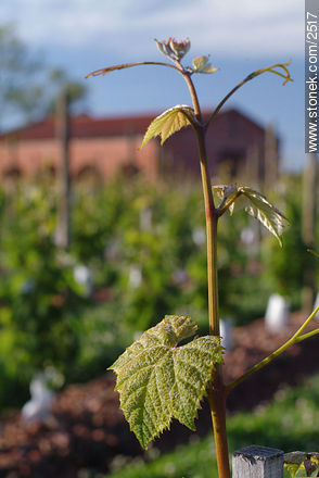 Plant of vine -  - URUGUAY. Photo #2517