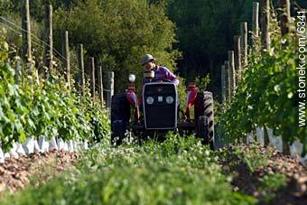  -  - URUGUAY. Foto No. 6341