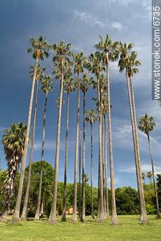 Palm trees in botanical garden - Department of Montevideo - URUGUAY. Photo #6735