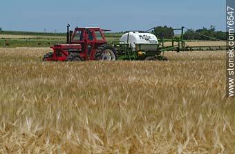 Spraying wheat fields -  - URUGUAY. Photo #6547