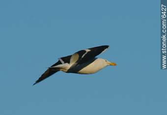 Seagull - Fauna - MORE IMAGES. Photo #6427