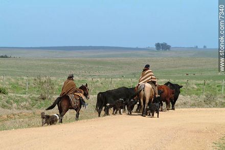 Arreando ganado -  - URUGUAY. Foto No. 7340