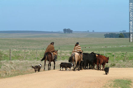 Arreando ganado -  - URUGUAY. Foto No. 7339