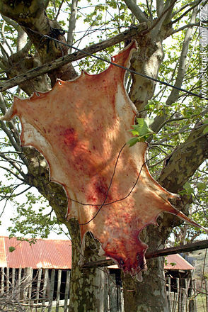  -  - URUGUAY. Foto No. 7272