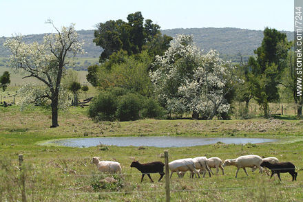 Sheep -  - URUGUAY. Photo #7244