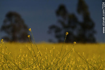 Flores silvestres en el campo -  - URUGUAY. Foto No. 7224