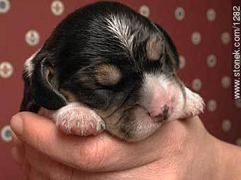  - Fauna - IMÁGENES VARIAS. Foto No. 1282