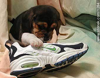  - Fauna - IMÁGENES VARIAS. Foto No. 1284