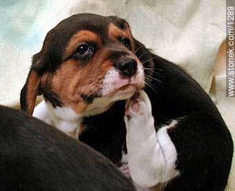  - Fauna - IMÁGENES VARIAS. Foto No. 1289