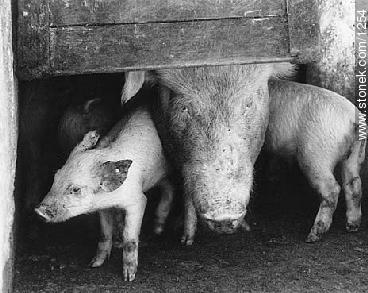 Cerdos - Fauna - IMÁGENES VARIAS. Foto No. 1254