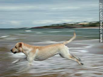 Labrador Retriever jumping into the sea - Fauna - MORE IMAGES. Photo #1307