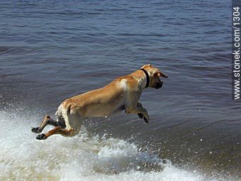 Labrador saltando al agua - Fauna - IMÁGENES VARIAS. Foto No. 1304