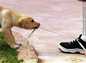  - Fauna - IMÁGENES VARIAS. Foto No. 1293